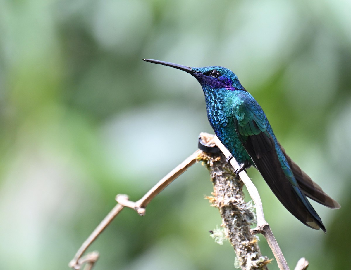 fiolørekolibri - ML645525399