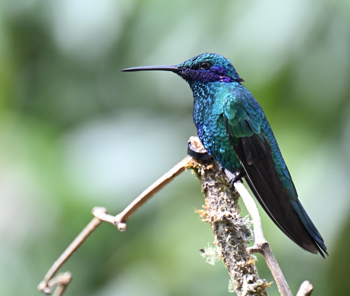 fiolørekolibri - ML645525400