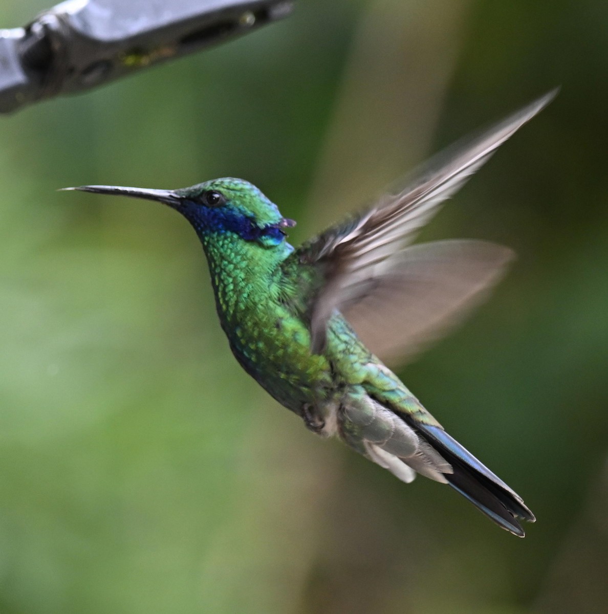 fiolørekolibri - ML645525401