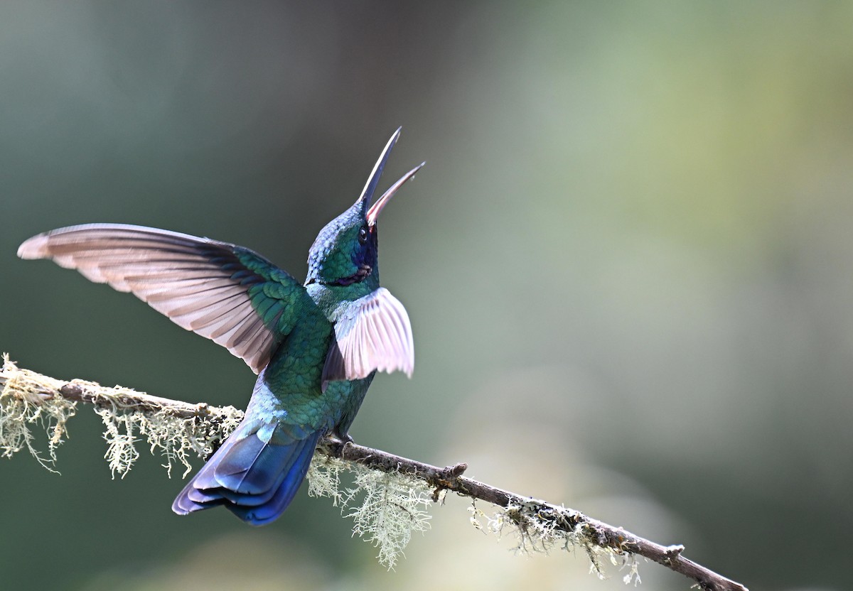 fiolørekolibri - ML645525402