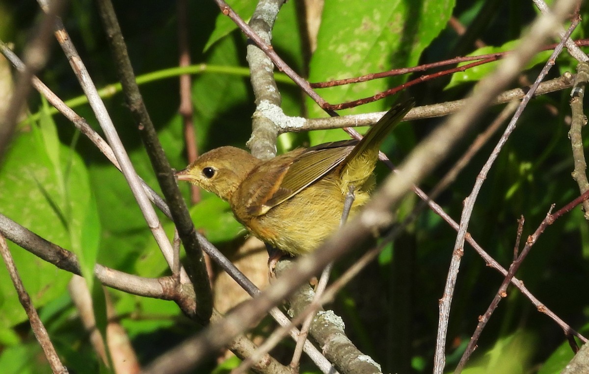 カオグロアメリカムシクイ - ML645525411