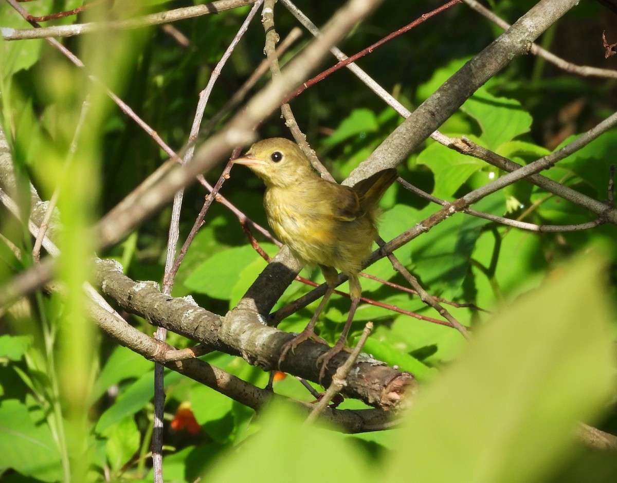 カオグロアメリカムシクイ - ML645525412