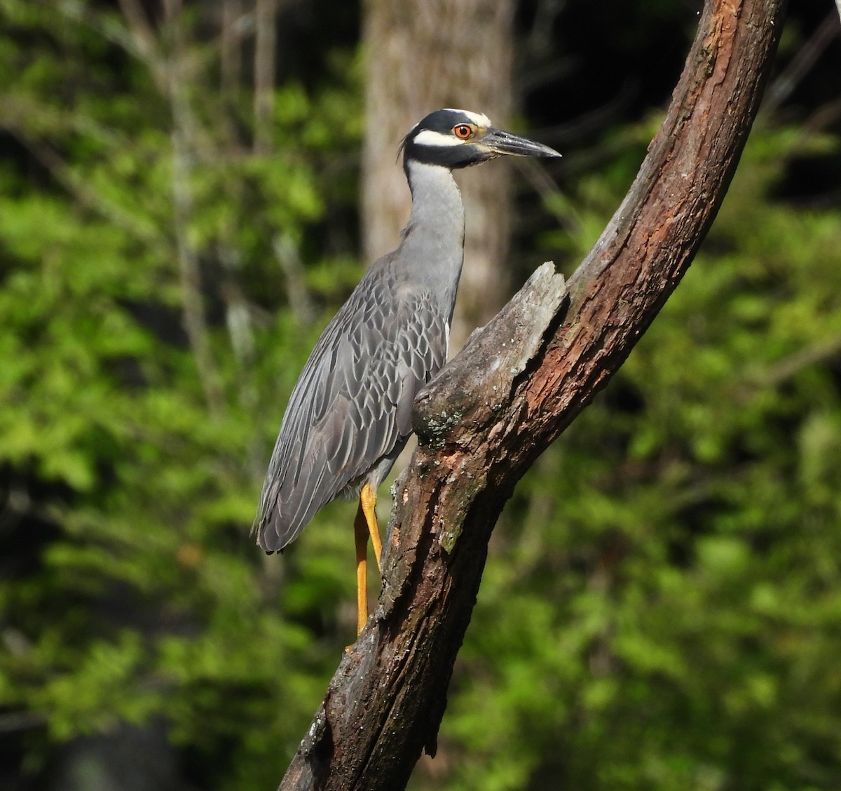 シラガゴイ - ML645525416