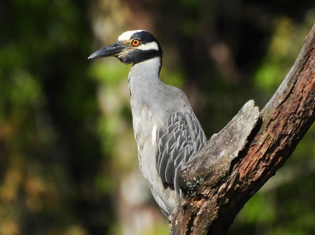 シラガゴイ - ML645525417