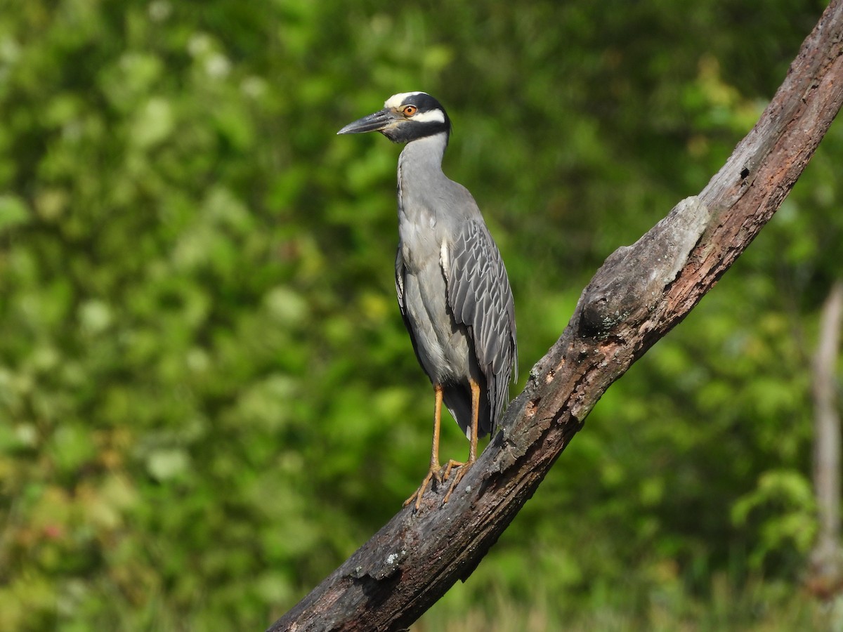 シラガゴイ - ML645525418