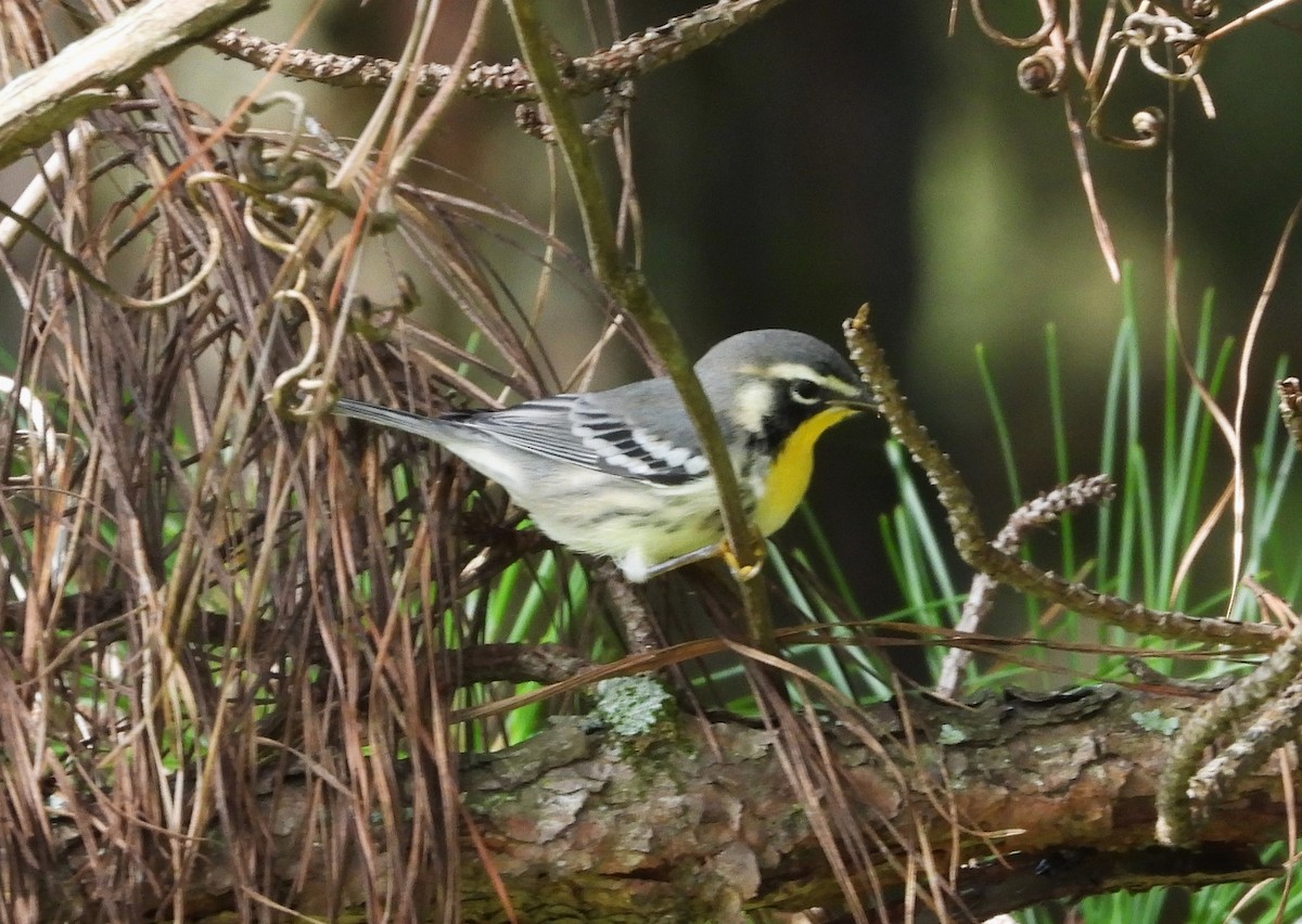 キノドアメリカムシクイ - ML645525428