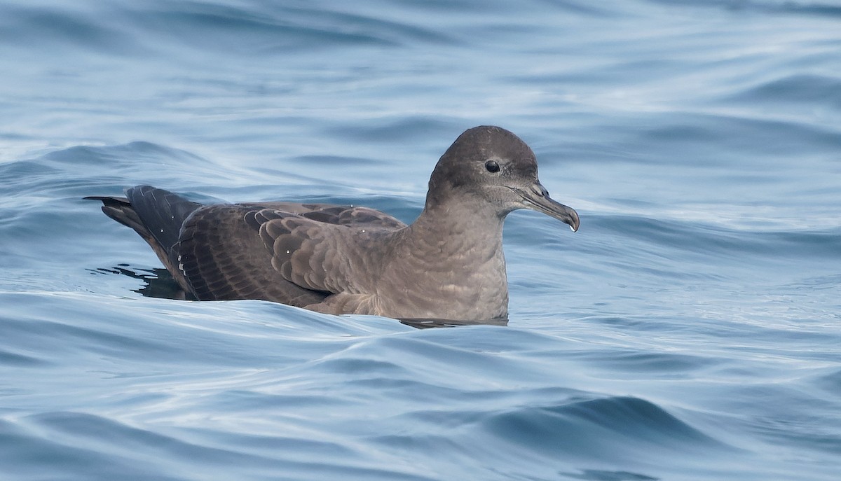 Sooty Shearwater - ML645525430
