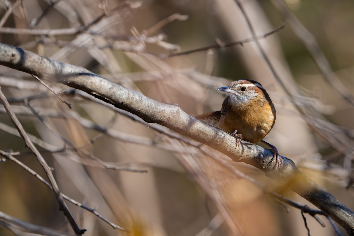 Carolina Wren - ML645525448