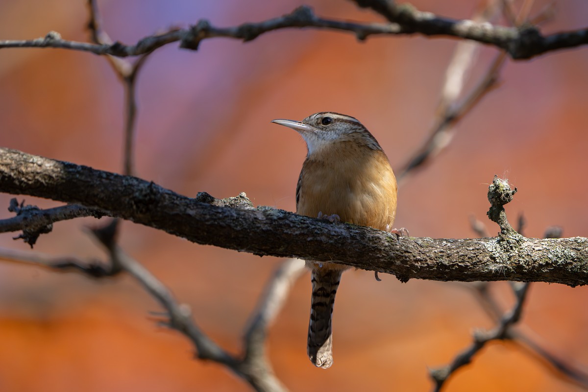 Carolina Wren - ML645525449