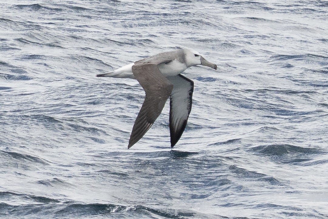 ハジロアホウドリ - ML645525454