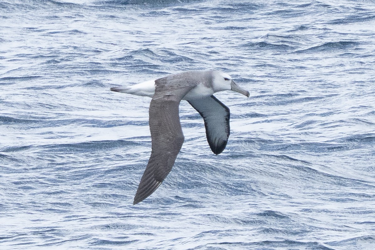 ハジロアホウドリ - ML645525455