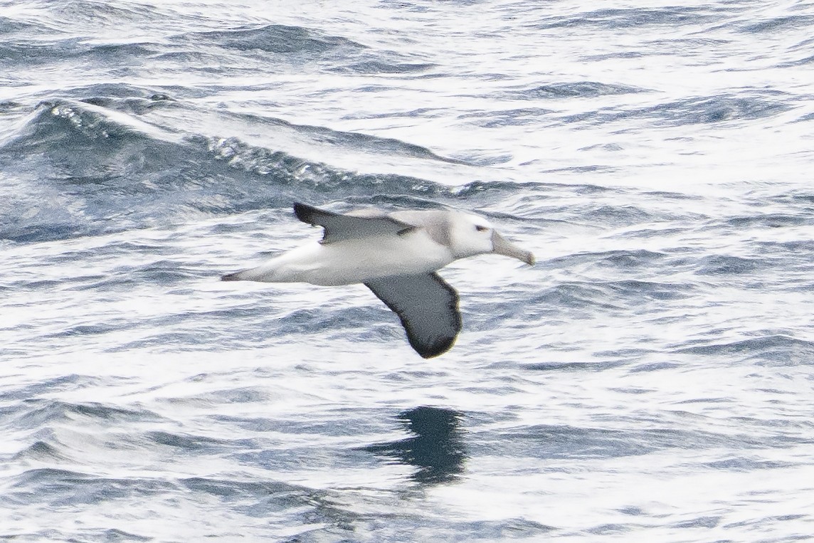 ハジロアホウドリ - ML645525456