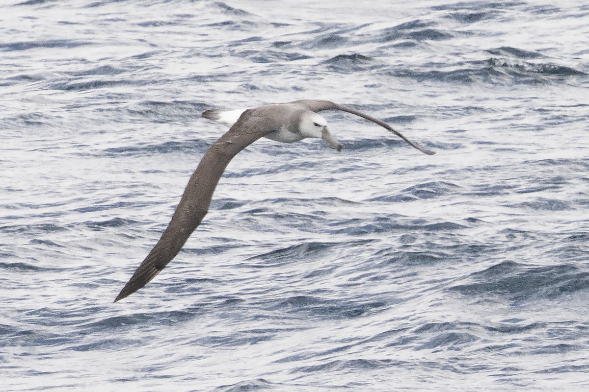 ハジロアホウドリ - ML645525457