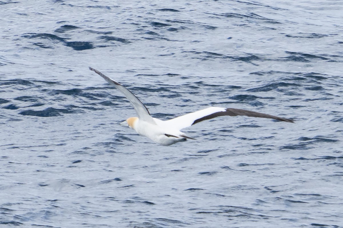 Avustralya Sümsüğü - ML645525459