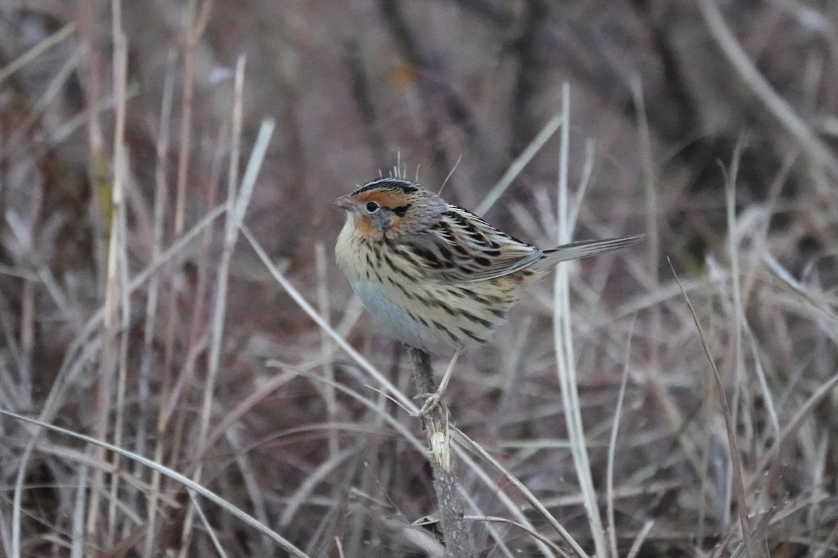 LeConte's Sparrow - ML645525461