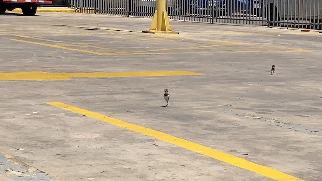 Southern Lapwing - ML645525467