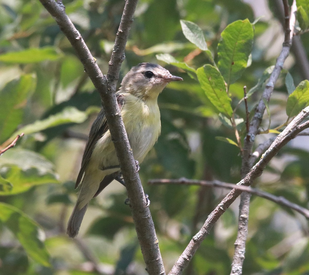 Philadelphia Vireo - ML645525468