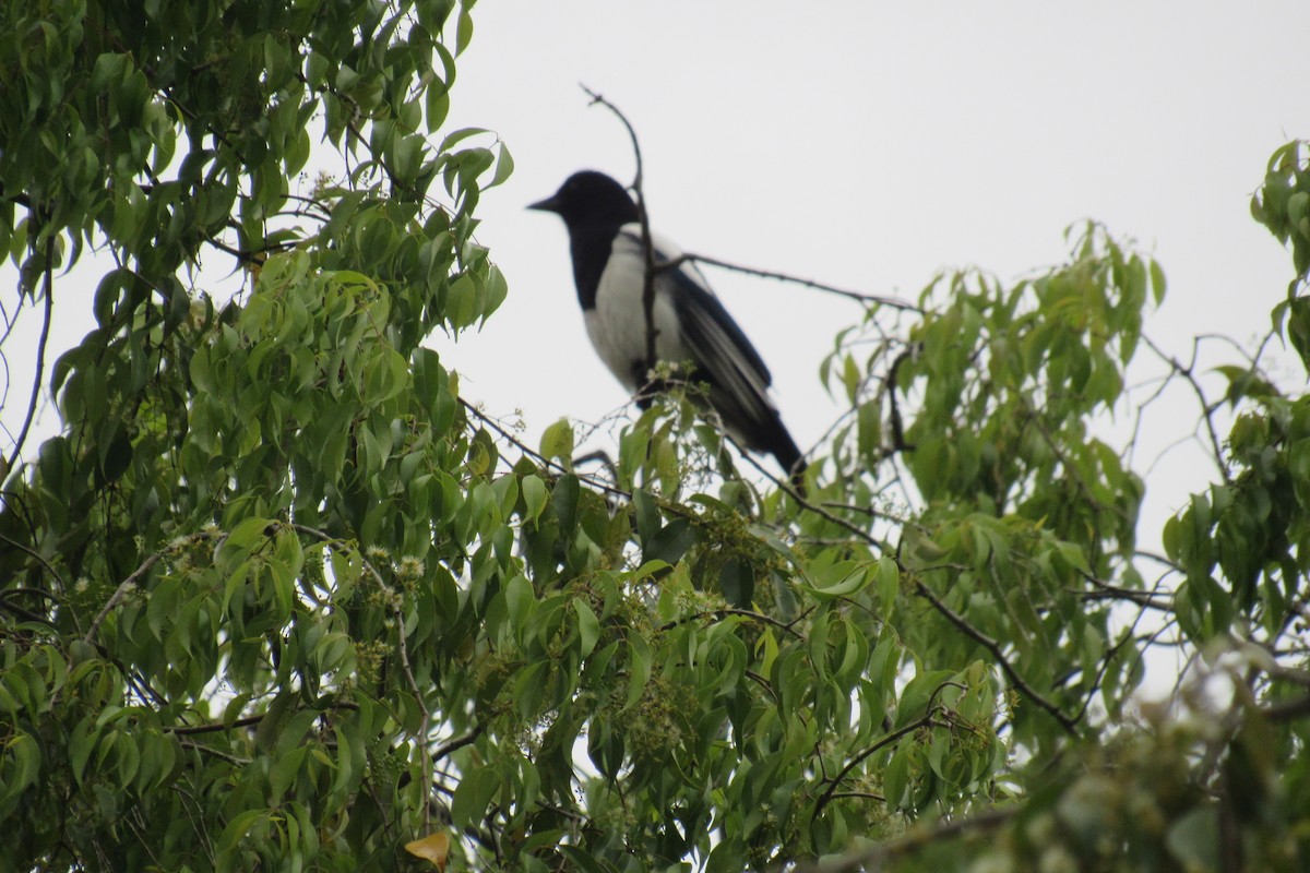 orientskjære - ML645525470