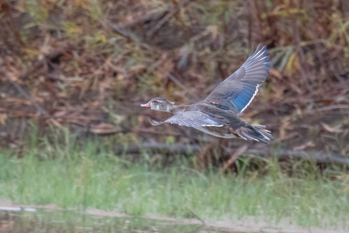 Wood Duck - ML645525480