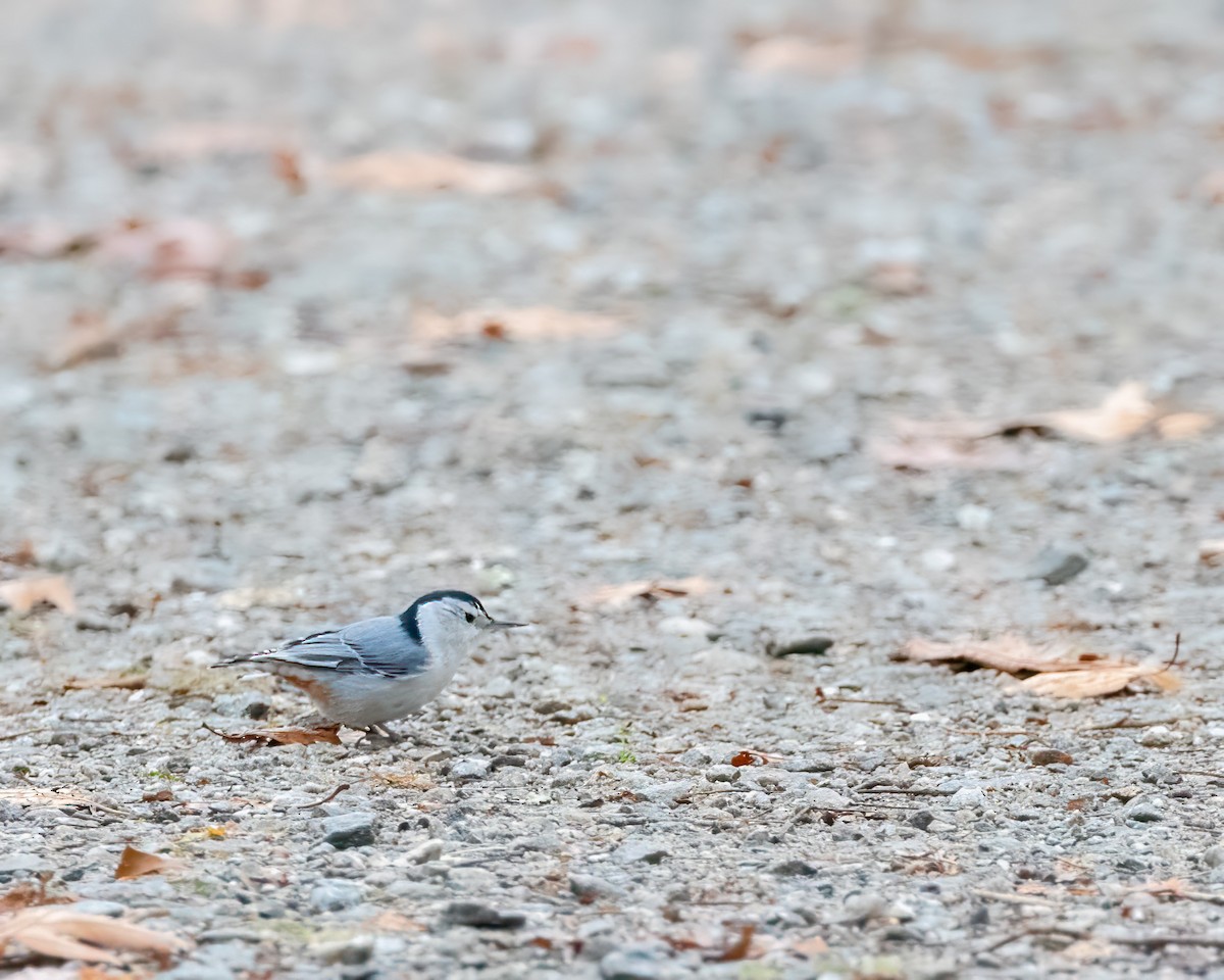 White-breasted Nuthatch - ML645525482
