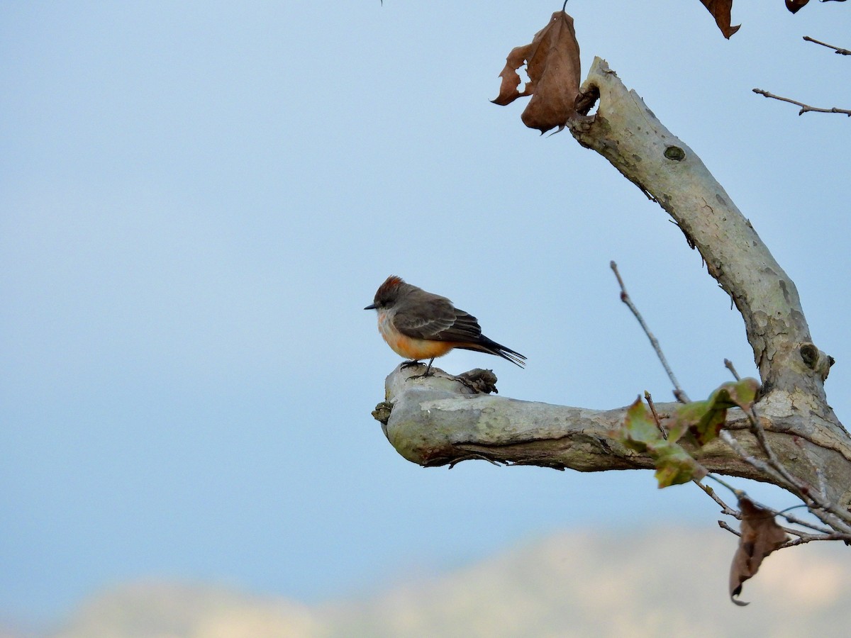Vermilion Flycatcher - ML645525484
