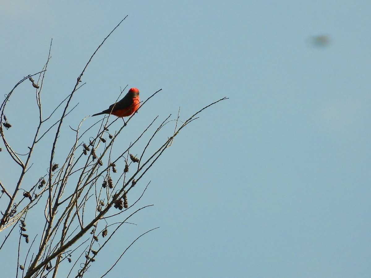 Vermilion Flycatcher - ML645525485