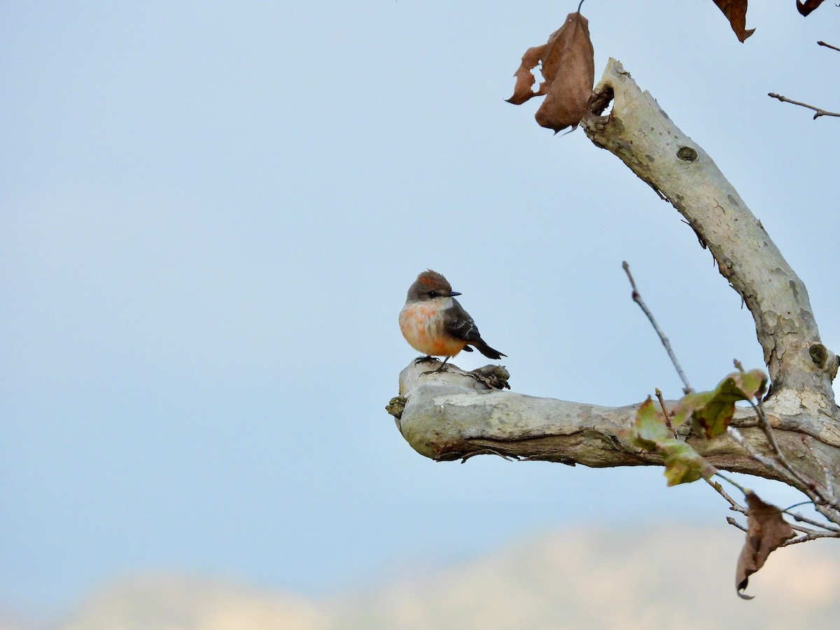 Vermilion Flycatcher - ML645525486