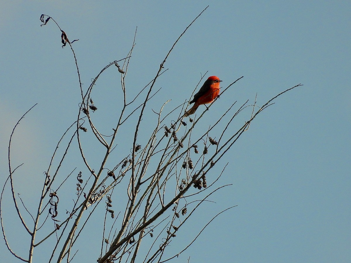 Vermilion Flycatcher - ML645525487