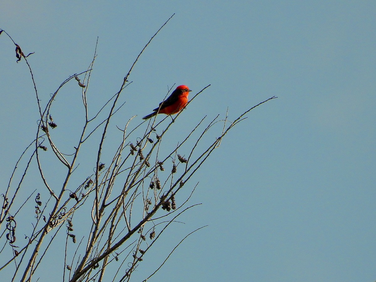 Vermilion Flycatcher - ML645525488