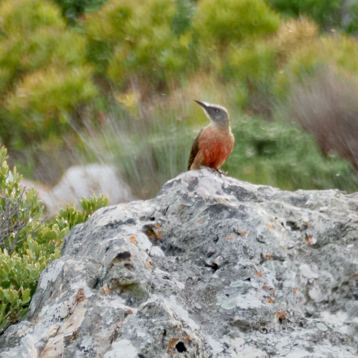 Ground Woodpecker - ML645525489