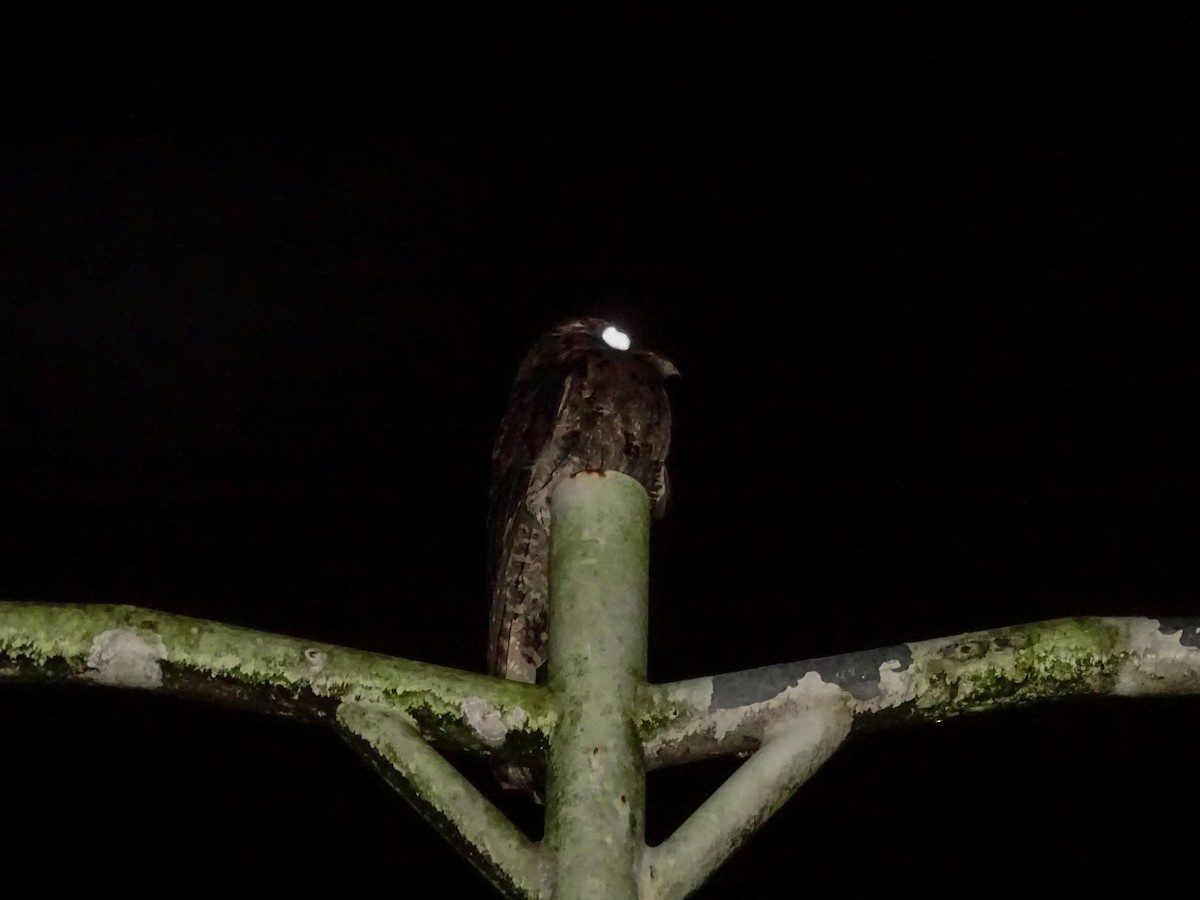 Common Potoo - ML645525490