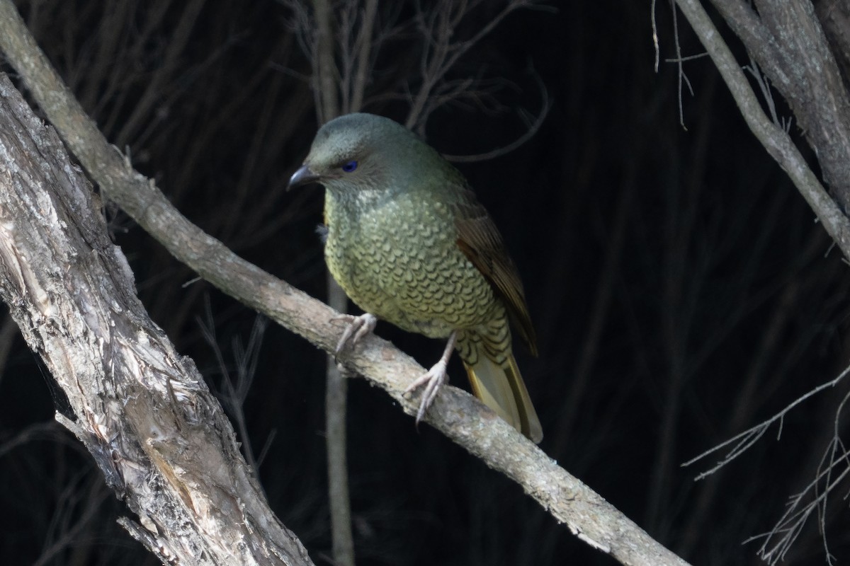 Satin Bowerbird - ML645525491