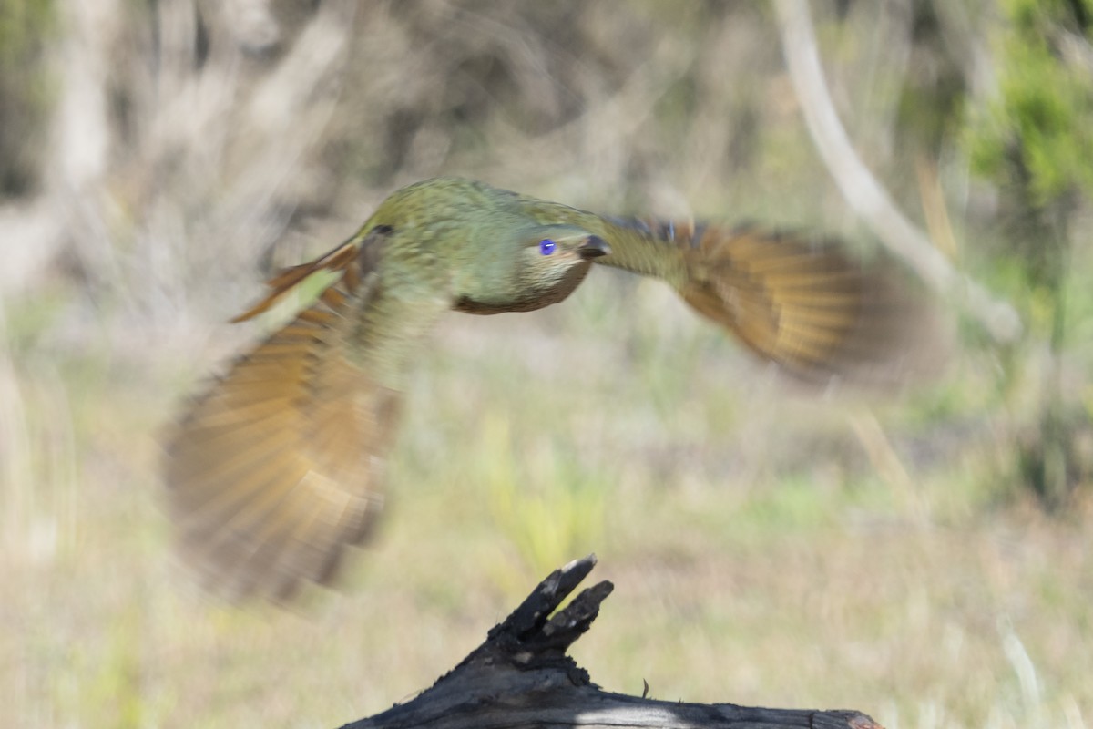Satin Bowerbird - ML645525492