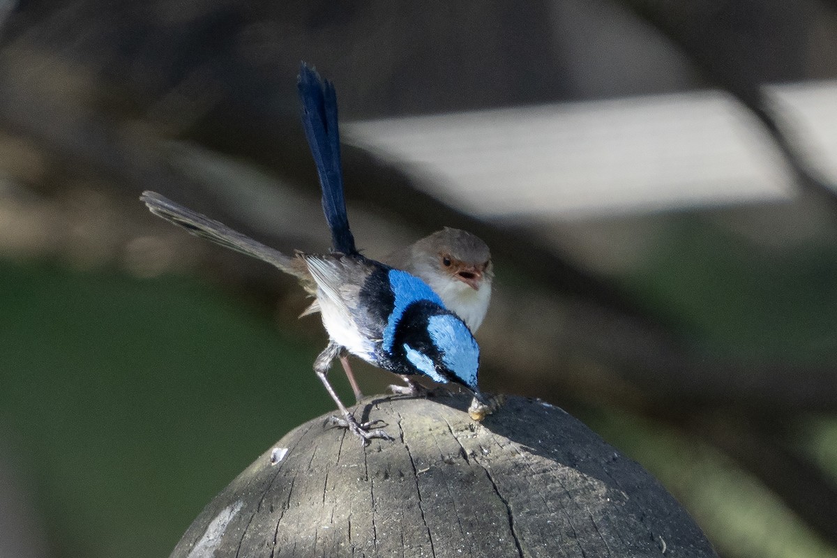 Superb Fairywren - ML645525493