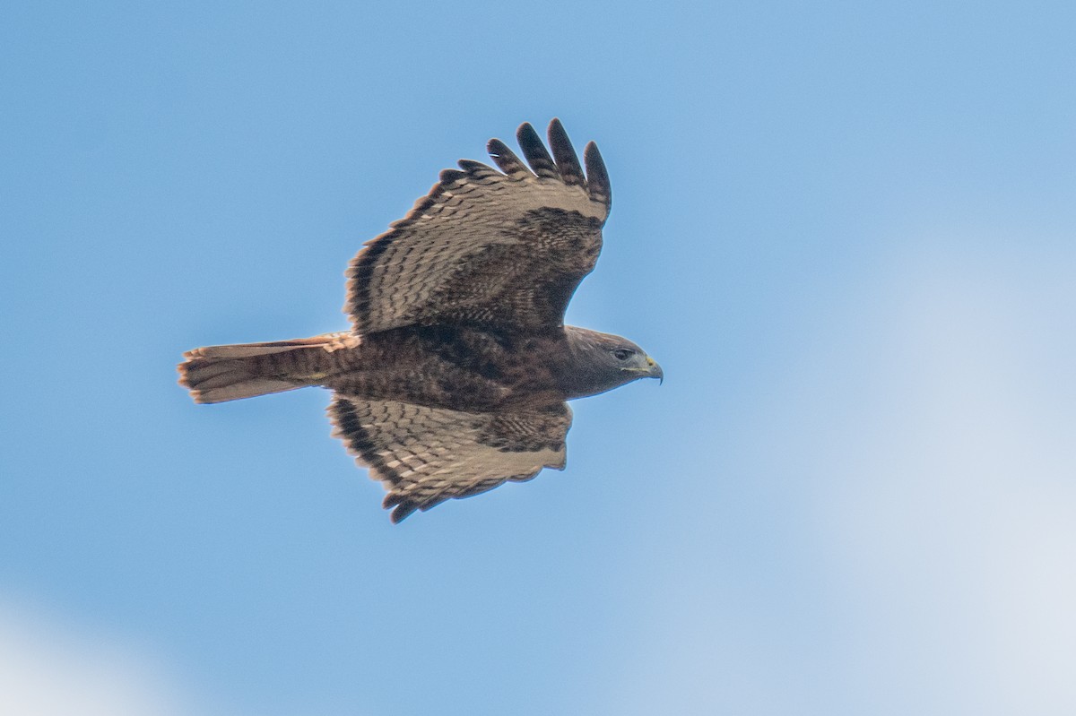 Red-tailed Hawk - ML645525495