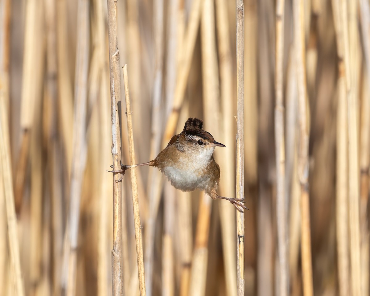 Marsh Wren - ML645525496