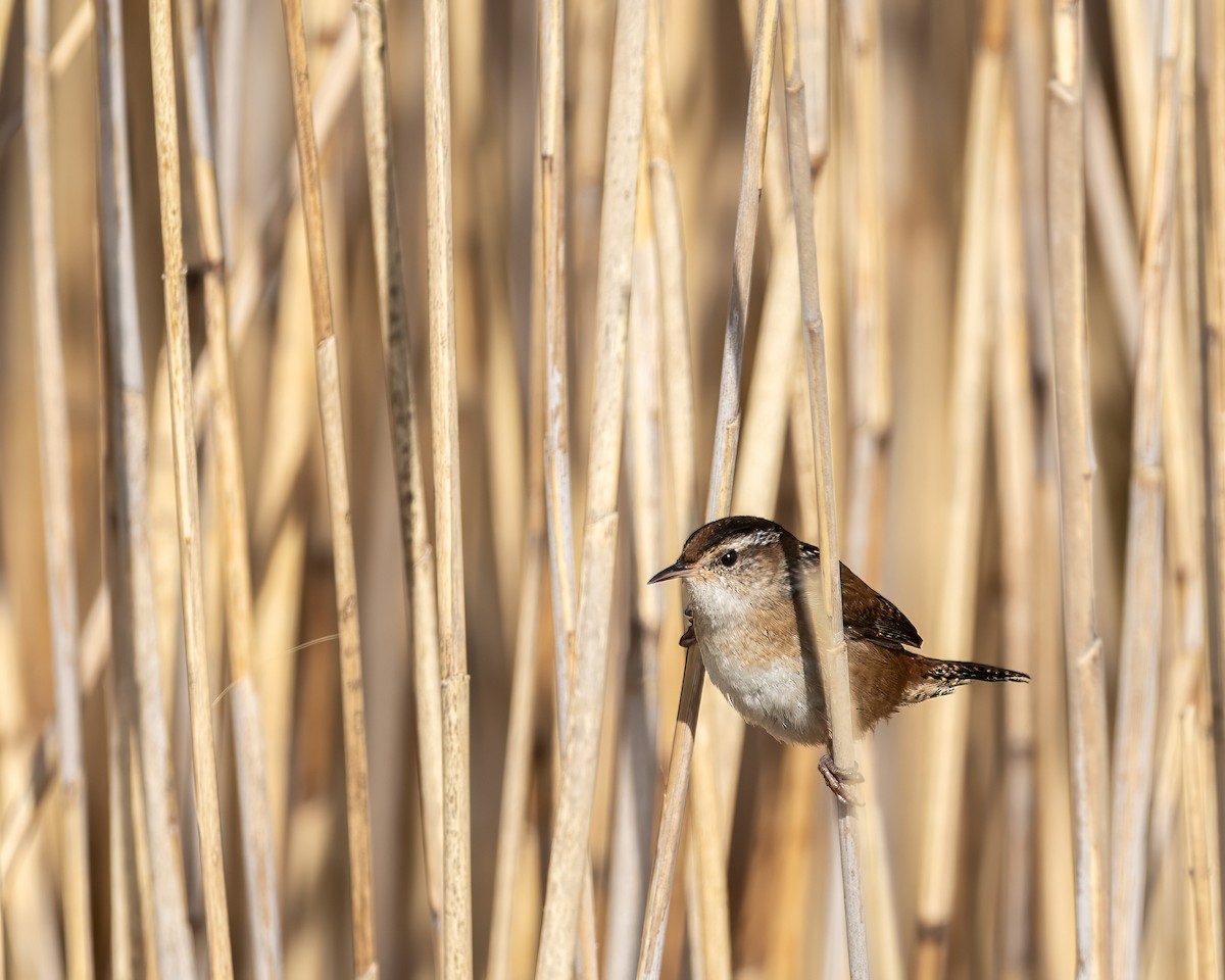 Marsh Wren - ML645525497