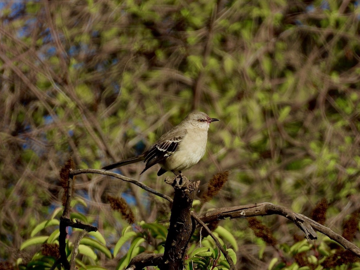 Northern Mockingbird - ML645525498