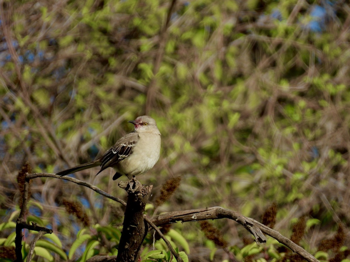 Northern Mockingbird - ML645525499