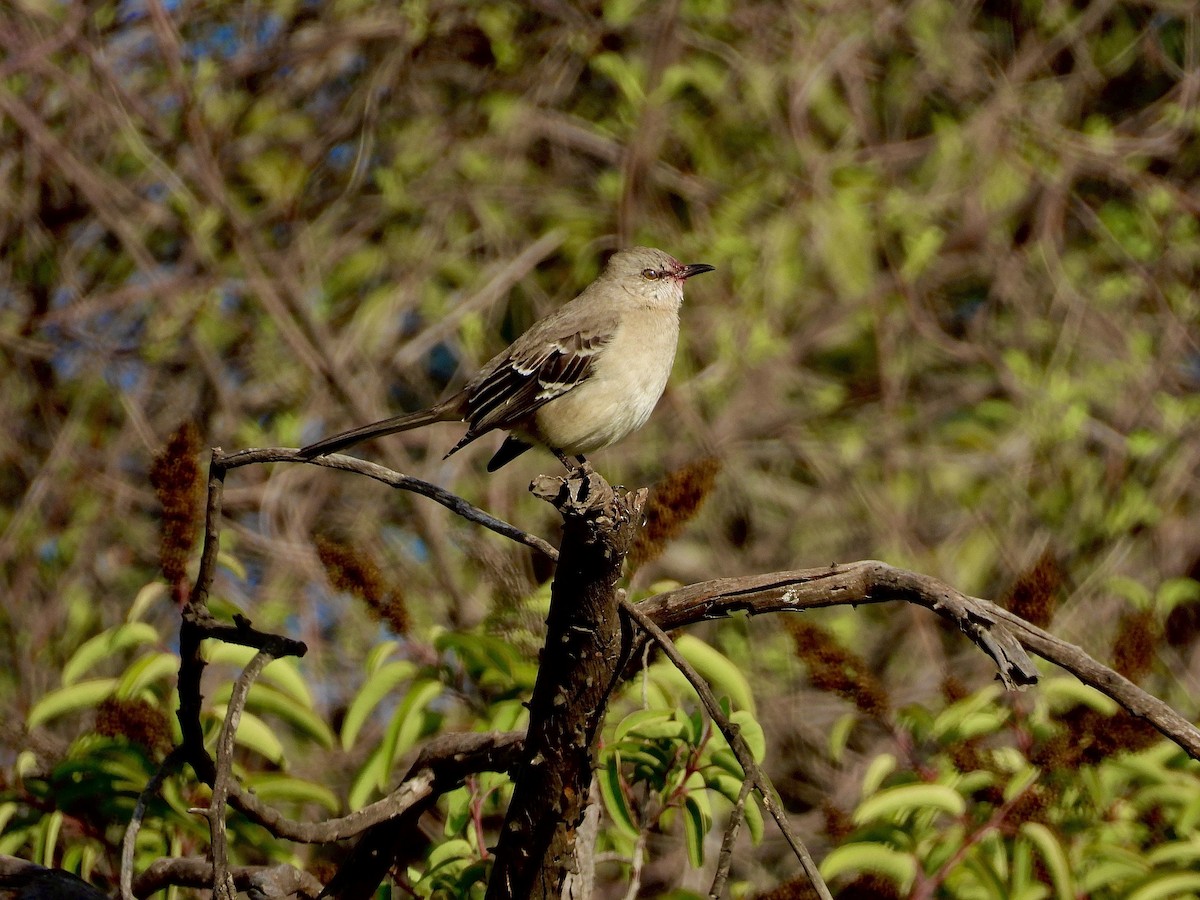 Northern Mockingbird - ML645525500
