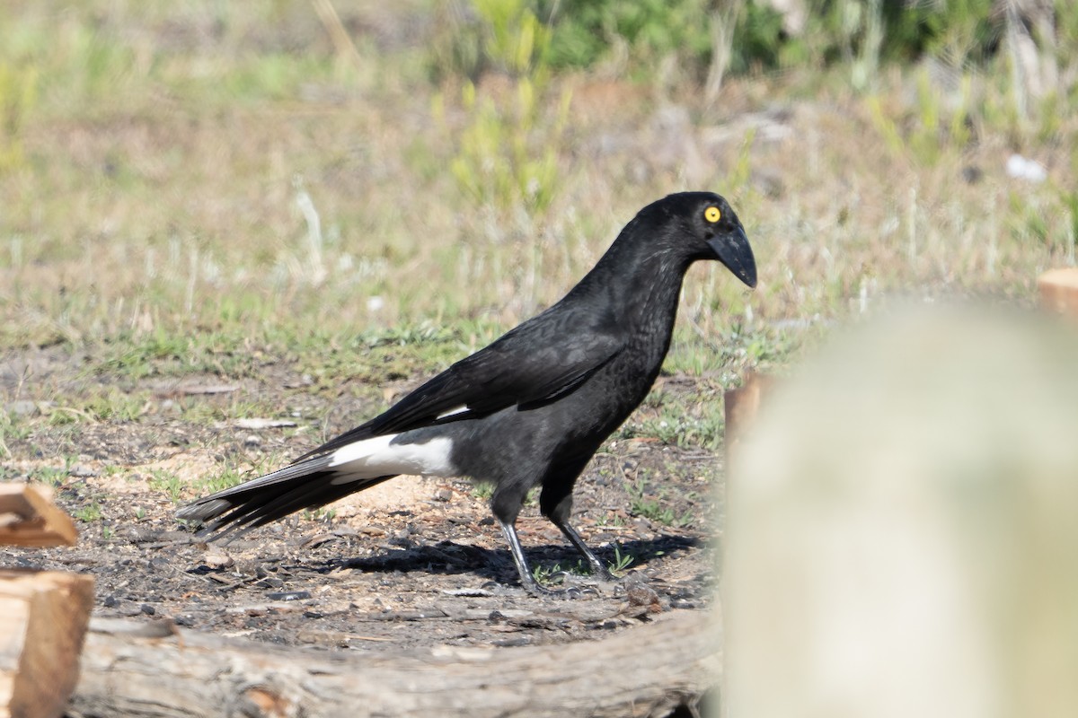 Pied Currawong - ML645525502