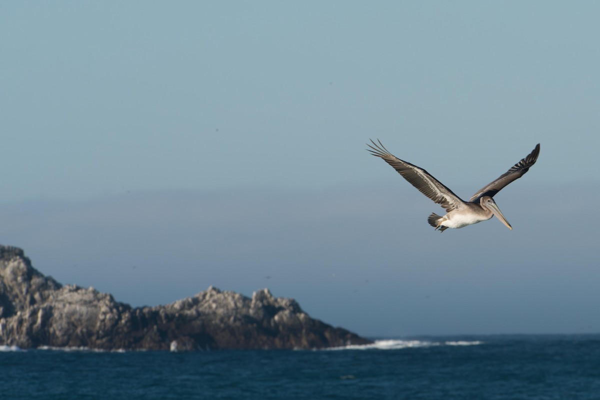 Brown Pelican - ML645525503