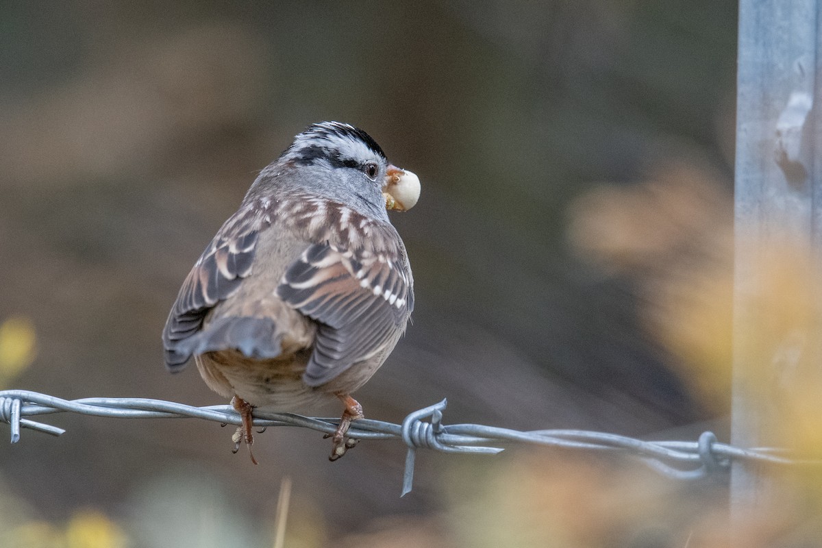 White-crowned Sparrow - ML645525504