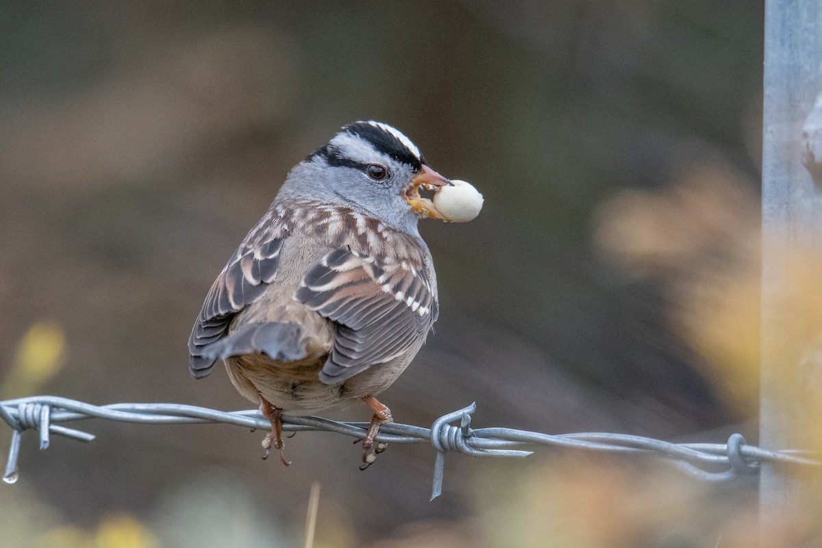 White-crowned Sparrow - ML645525505