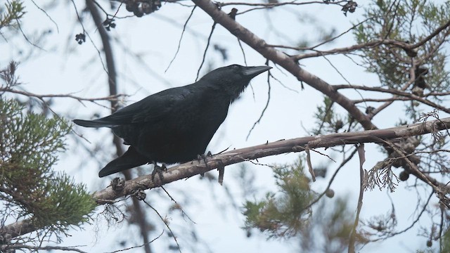 Hispaniolan Palm-Crow - ML645525506