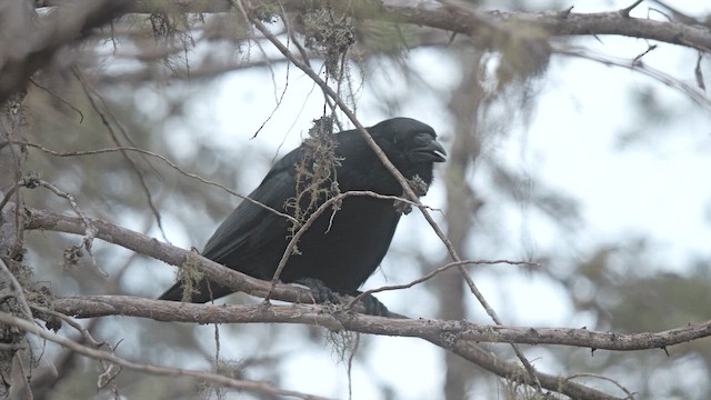 Hispaniolan Palm-Crow - ML645525507