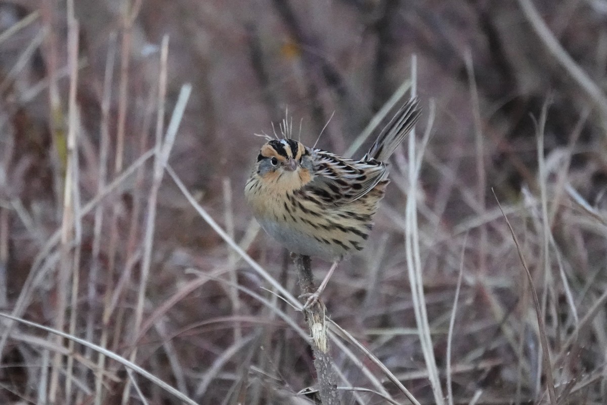 LeConte's Sparrow - ML645525508