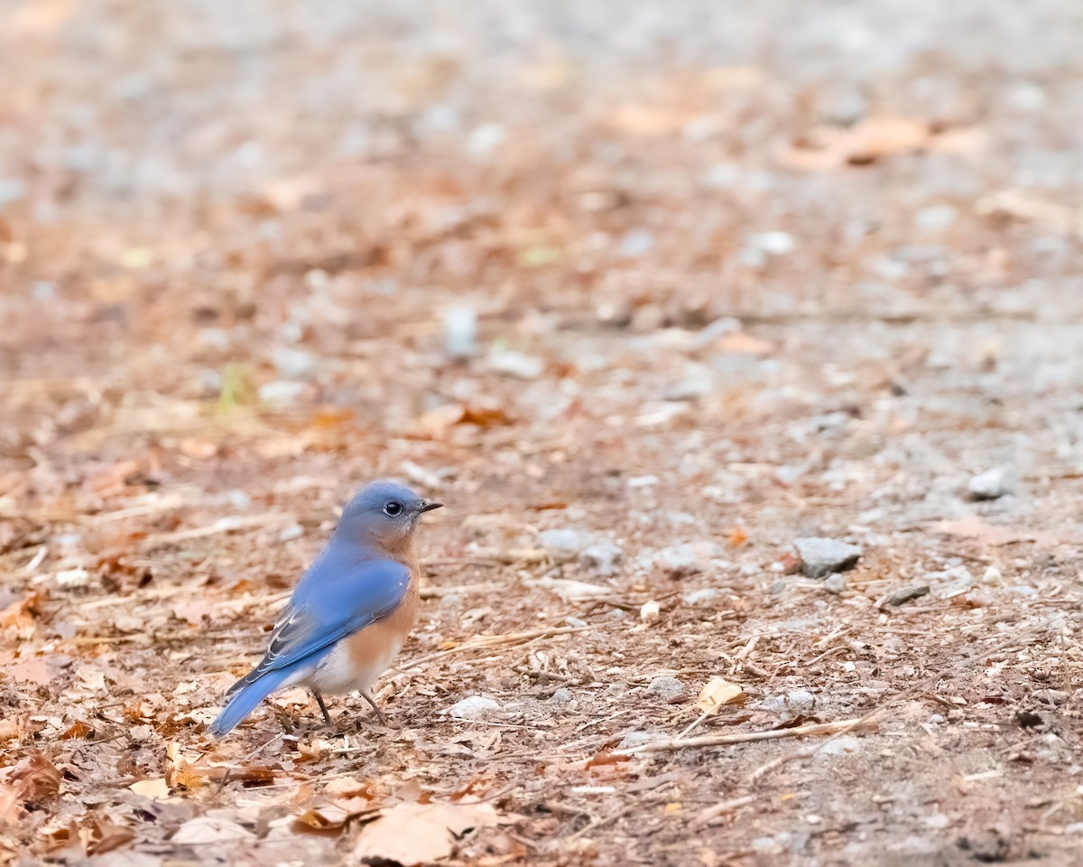 Eastern Bluebird - ML645525509