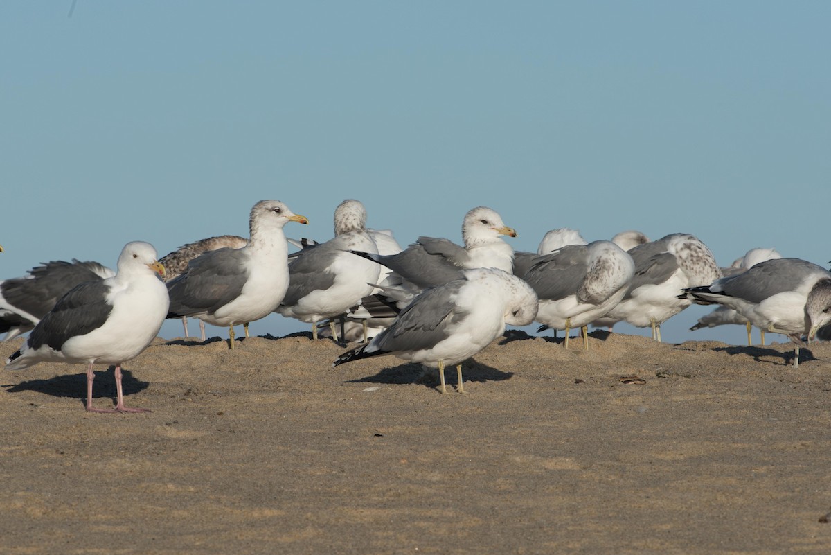 California Gull - ML645525511