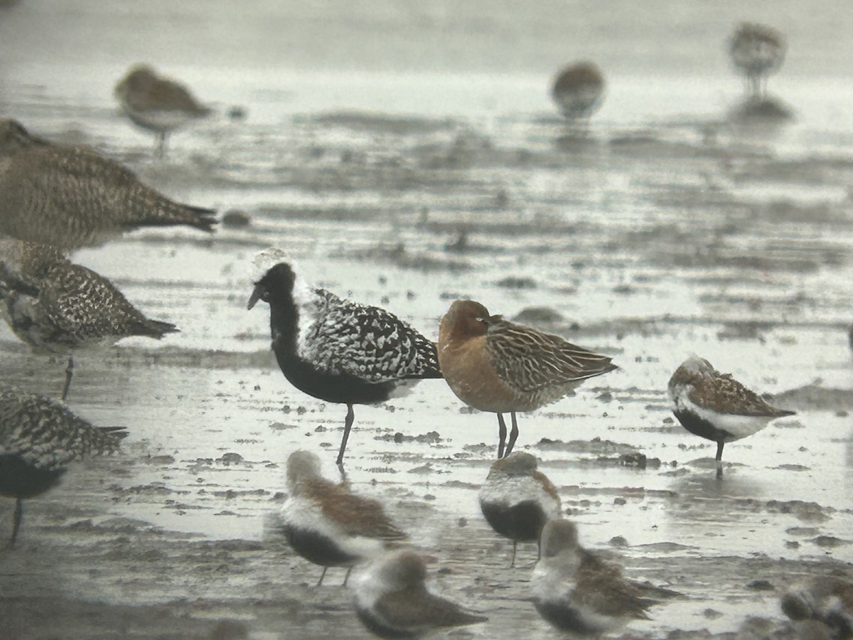 Asian Dowitcher - ML645525512